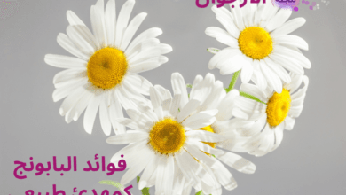 فوائد البابونج كمهدئ طبيعي