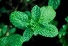 Benefits of mint