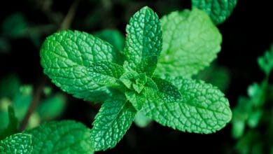 Benefits of mint