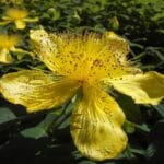 Benefits of St. John's Wort