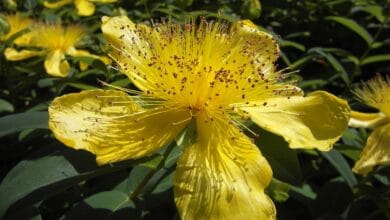 Benefits of St. John's Wort