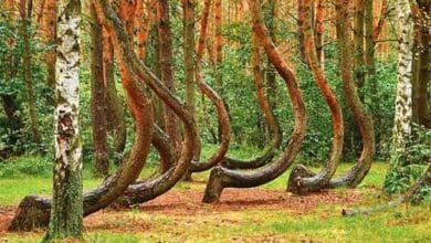 الغابة الملتوية