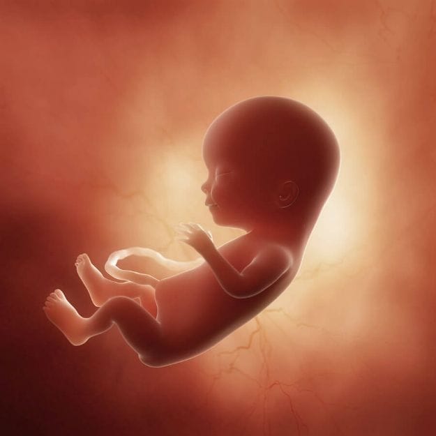 Fetal Movement