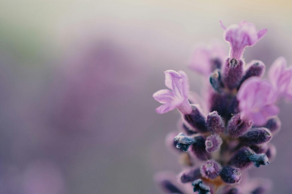 Lavender flowers
