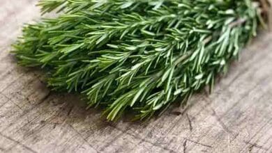 اكليل الجبل